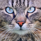 Cat Sounds & Tail Talk