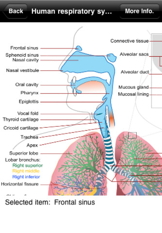 Human Anatomy!