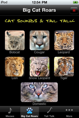 Cat Sounds & Tail Talk