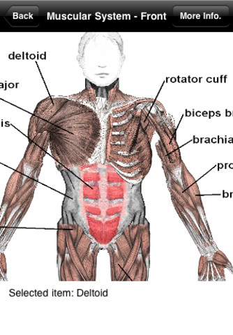Human Anatomy!