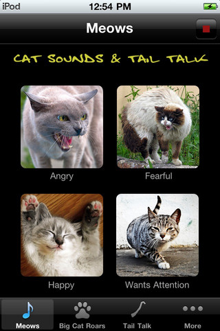 Cat Sounds & Tail Talk